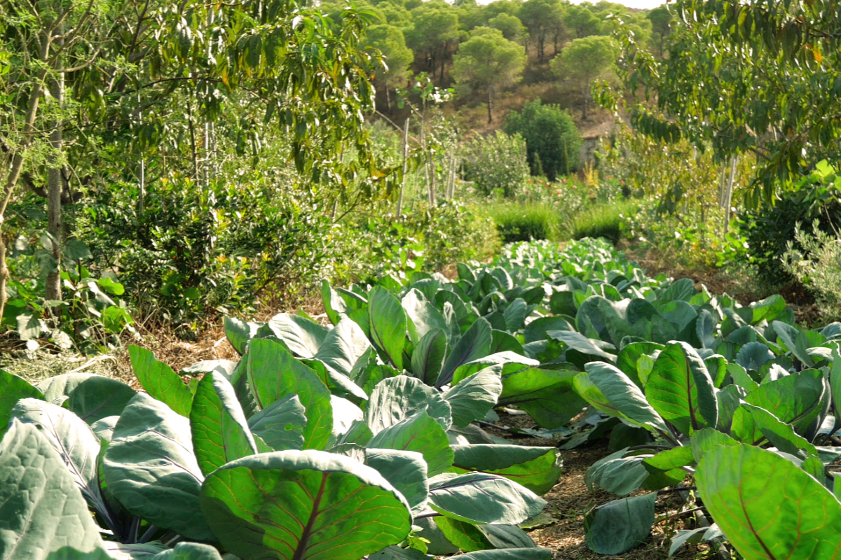 Greens growing at Terra Sintropica-4.png